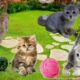 Tiny kittens Ren and Bubu are playing leaves, Cute cat | Funny animals.