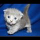 Top 10 Cutest Kittens Compilation || NEW HD