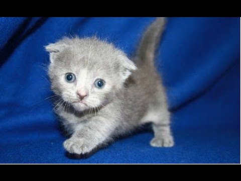 Top 10 Cutest Kittens Compilation || NEW HD