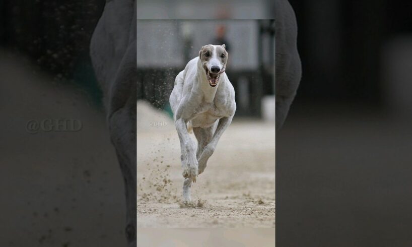 Top 10 Fastest Dog Breeds In the World 😱🔥 #shorts #top10 #dog