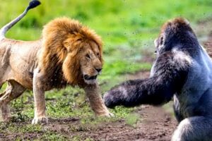 Top 5 Greatest Animal Fights Caught On Camera