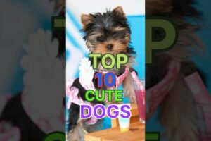 Top ten cute puppies 🐶 in the world#shots #viral#trending