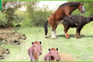 Tragic Moments! Horses And Cows Are Doing Strange Things In The Lion King's Territory | Wild Animals