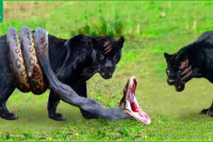 Tragic Moments! The Black Panther Was Pathetic When Fighting With The Injured Python | Wild Animals