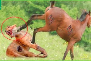 Tragic! The Bitter End For The Lion King When Hunting In The Land Of Wild Horses | Animal Fight