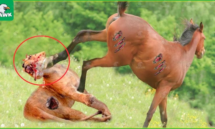 Tragic! The Bitter End For The Lion King When Hunting In The Land Of Wild Horses | Animal Fight