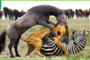 Tragic! The Lion King Hunts Wild Horses In Their Territory And What Happens Next? | Wild Animals