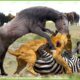 Tragic! The Lion King Hunts Wild Horses In Their Territory And What Happens Next? | Wild Animals