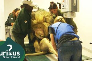 Treating Lions With Medical Problems | Wild Animal Rescue | Curious?: Natural World