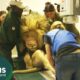 Treating Lions With Medical Problems | Wild Animal Rescue | Curious?: Natural World