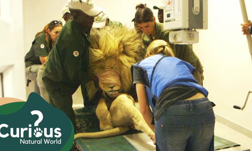 Treating Lions With Medical Problems | Wild Animal Rescue | Curious?: Natural World
