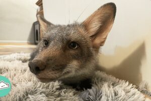 Two Baby Foxes Play With Puppies And Cuddle With Cats | Cuddle Buddies