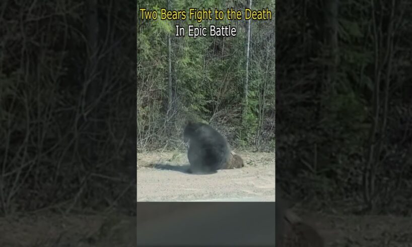 Two Bears Fight to the Death in Epic Battle