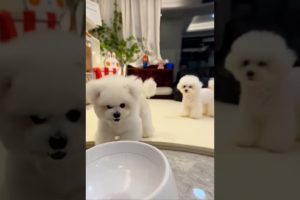 Two cute Puppies playing with the ball 🏀#dog #puppy #cute #shorts