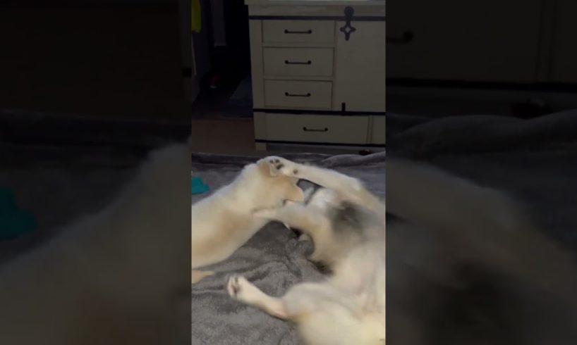 Two cute puppies play! #shorts #pomsky #puppy