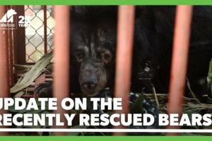 Update on the recently rescued bears