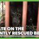 Update on the recently rescued bears