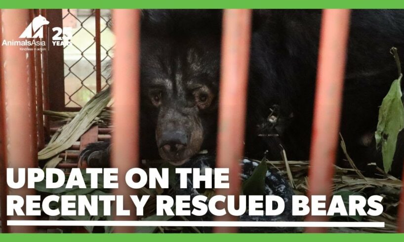 Update on the recently rescued bears