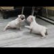 Very Cute Puppies Video 📸.at India.