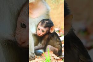 Very Nice Monkey Mother Provide A Good Milk To Her Baby Monkey #animals #life #viral