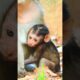 Very Nice Monkey Mother Provide A Good Milk To Her Baby Monkey #animals #life #viral