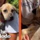 Watch This Dog Become A Fluffy Cuddlebug | The Dodo