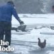 Weatherman Rescues A Chicken Caught In A Blizzard | The Dodo