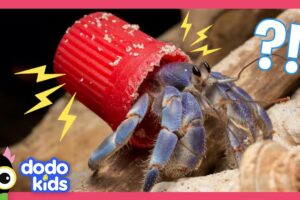 Why Are These Hermit Crabs Living In Trash? | For The Love Of The Wild | Dodo Kids