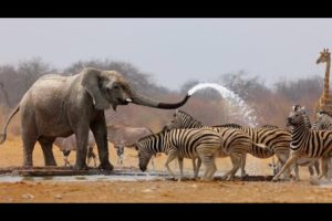 Wild Life - Nature Documentary Full HD 1080p