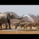 Wild Life - Nature Documentary Full HD 1080p