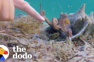 Wild Octopus Is Always Excited To See His Human Best Friend | The Dodo Wild Hearts