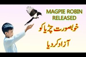 Wild Sparrow ko azad kar Diya 😍🥰| pets vlog in Urdu | daily pets vlog | pigeon vlog