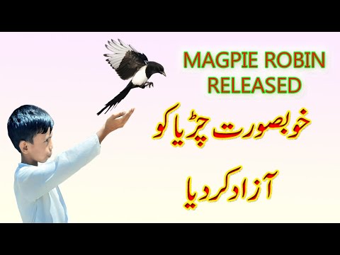 Wild Sparrow ko azad kar Diya 😍🥰| pets vlog in Urdu | daily pets vlog | pigeon vlog
