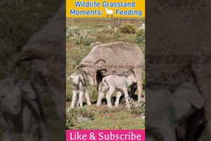 Wildlife Grassland Moments: 🐑 Feeding #Nature #Wildlife #Grassland #shorts