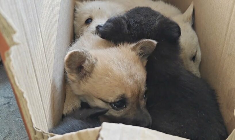 Will Dogs Trust Humans Again After Being Abandoned By A Trash Can With Fear Revealed In Their Eyes?