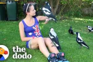 Woman Gives Toys to a Wild Magpie — and He Invites His Friends Over to Play | The Dodo Wild Hearts
