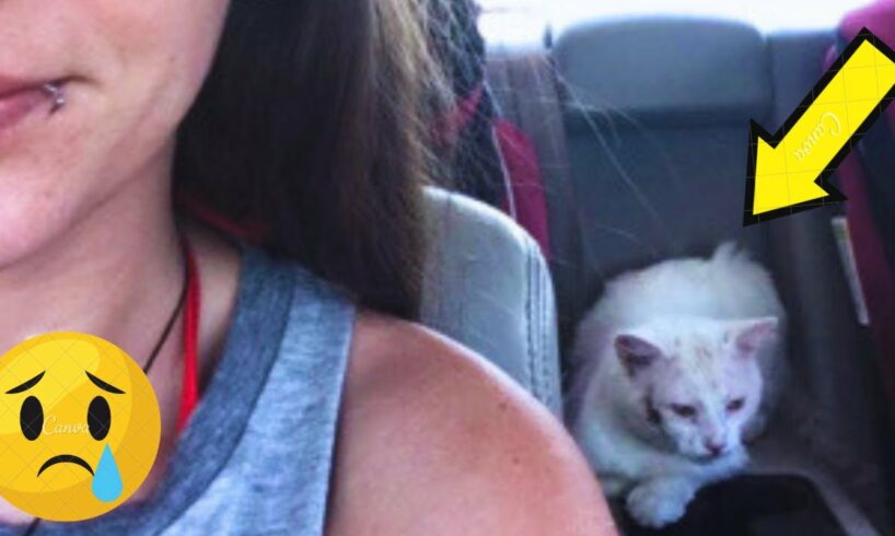 Woman Miraculously Reunites with Her Cat a Year After Her Ex Claimed to Have Gotten Rid of Him.