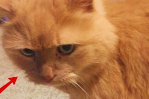 Woman Requests Shelter's Least Adoptable Cat After Overcoming Devastating Events"