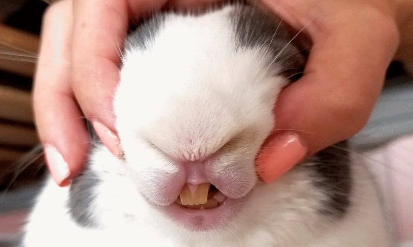 Woman stops putting her rabbit in cage. Here's the first thing he did to her.