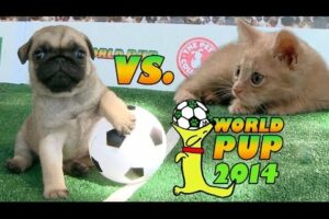 World Pup - Pug Puppies vs. Adorable Kittens