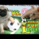 World Pup - Pug Puppies vs. Adorable Kittens