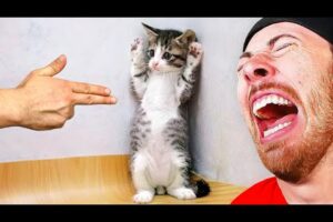 World's Funniest Cat Compilation!