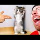 World's Funniest Cat Compilation!