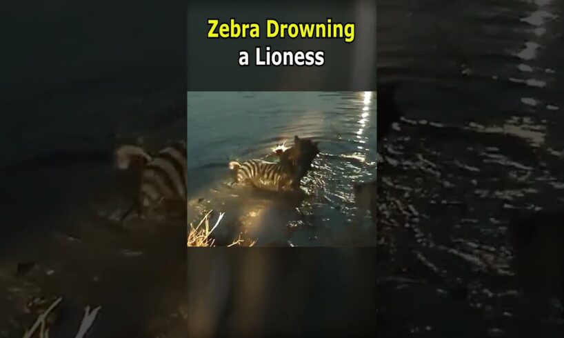 Zebra Drowning a Lioness