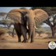 amazing facts | elephant kangaroo wilde  wildlife | animal planet | wildstyle battle #viral #short