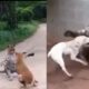 animal fights | A tiger hunts a dog ( part 2)