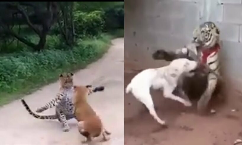 animal fights | A tiger hunts a dog ( part 2)