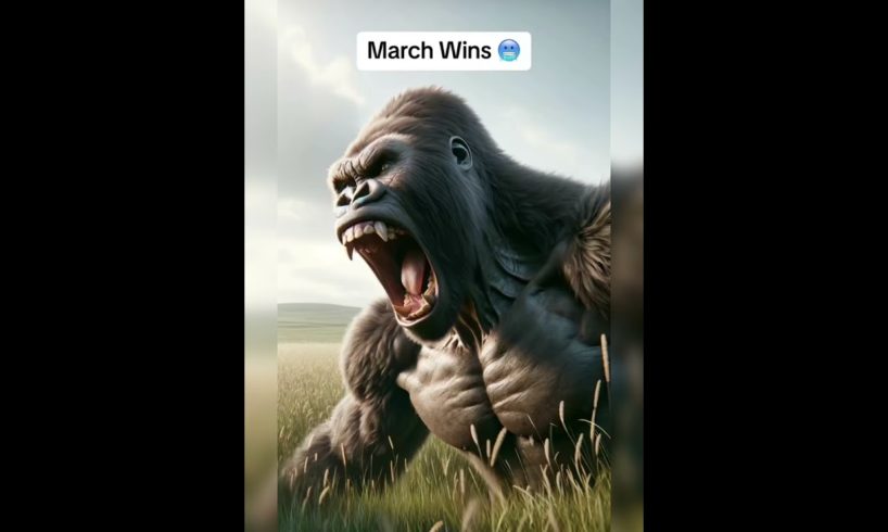 animal fights guess the strong one