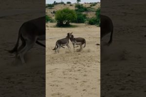 #animals #donkey #youtubeshorts #shortvideo #janwar #jungle