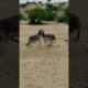 #animals #donkey #youtubeshorts #shortvideo #janwar #jungle